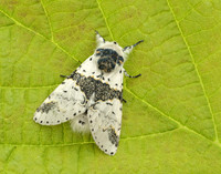 71.006 BF1996 Alder Kitten Furcula bicuspis