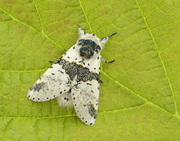 71.006 BF1996 Alder Kitten Furcula bicuspis