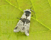 71.006 BF1996 Alder Kitten Furcula bicuspis
