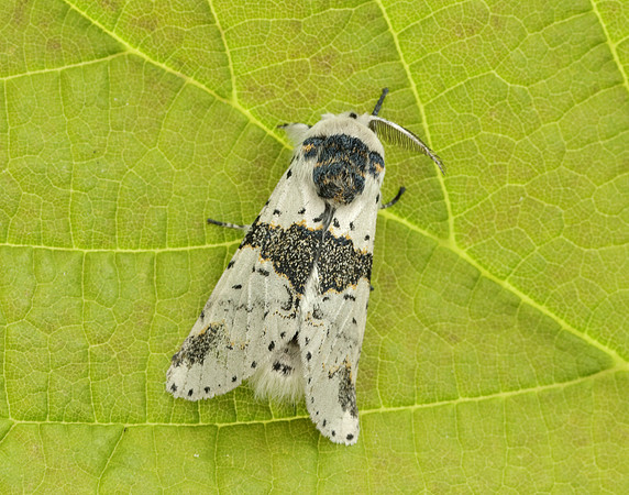 71.006 BF1996 Alder Kitten Furcula bicuspis