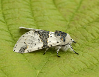 71.006 BF1996 Alder Kitten Furcula bicuspis