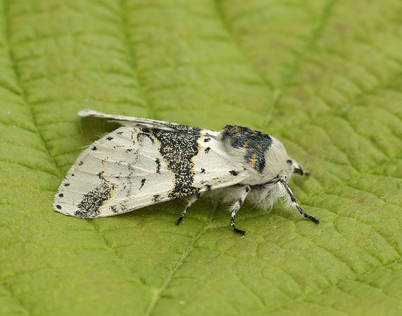 71.006 BF1996 Alder Kitten Furcula bicuspis