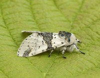 71.006 BF1996 Alder Kitten Furcula bicuspis