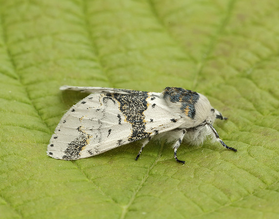 71.006 BF1996 Alder Kitten Furcula bicuspis