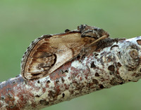 71.013 BF2003 Pebble Prominent Notodonta ziczac