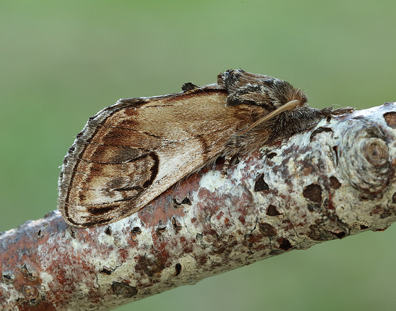 71.013 BF2003 Pebble Prominent Notodonta ziczac
