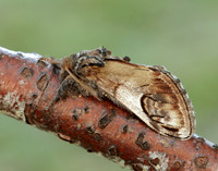 71.013 BF2003 Pebble Prominent Notodonta ziczac