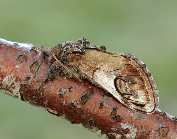71.013 BF2003 Pebble Prominent Notodonta ziczac