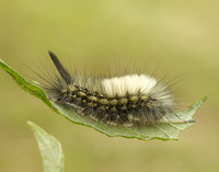 72.015 BF2028 Pale Tussock Calliteara pudibunda