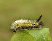 72.015 BF2028 Pale Tussock Calliteara pudibunda