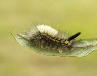 72.015 BF2028 Pale Tussock Calliteara pudibunda