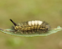 72.015 BF2028 Pale Tussock Calliteara pudibunda