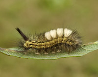 72.015 BF2028 Pale Tussock Calliteara pudibunda