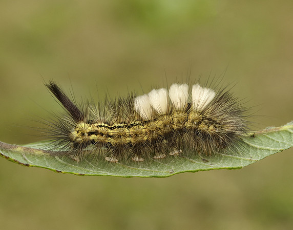 72.015 BF2028 Pale Tussock Calliteara pudibunda