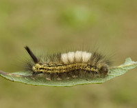 72.015 BF2028 Pale Tussock Calliteara pudibunda