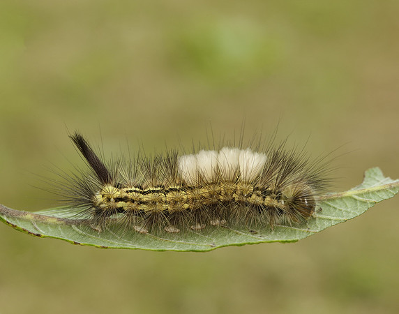 72.015 BF2028 Pale Tussock Calliteara pudibunda