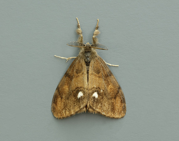 72.017 BF2026 Vapourer Orgyia antiqua