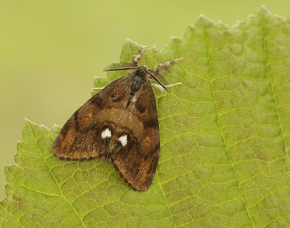 72.017 BF2026 Vapourer Orgyia antiqua
