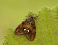 72.017 BF2026 Vapourer Orgyia antiqua