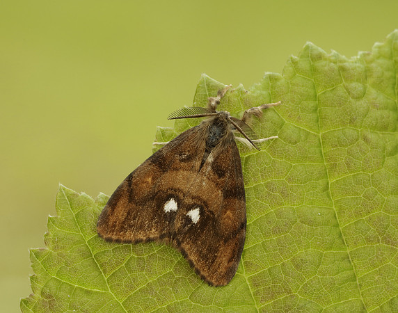 72.017 BF2026 Vapourer Orgyia antiqua
