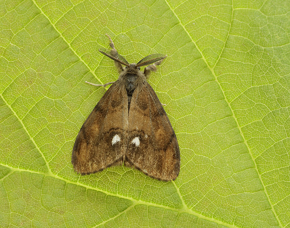 72.017 BF2026 Vapourer Orgyia antiqua