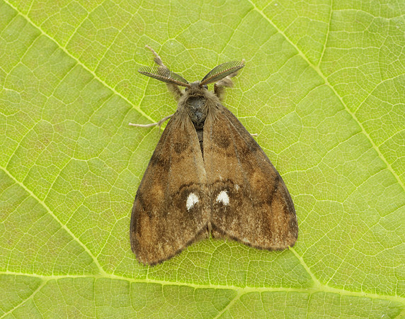 72.017 BF2026 Vapourer Orgyia antiqua