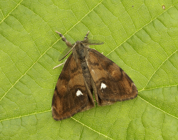 72.017 BF2026 Vapourer Orgyia antiqua
