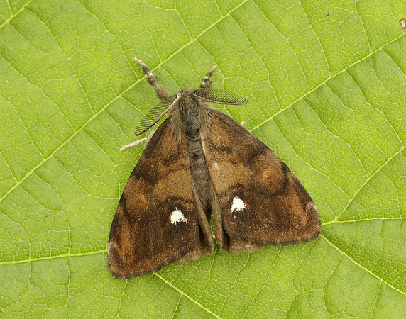 72.017 BF2026 Vapourer Orgyia antiqua