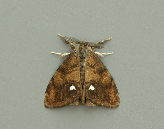 72.017 BF2026 Vapourer Orgyia antiqua