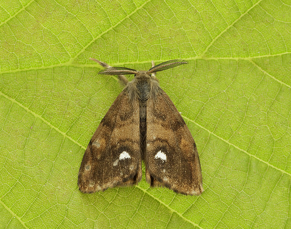 72.017 BF2026 Vapourer Orgyia antiqua