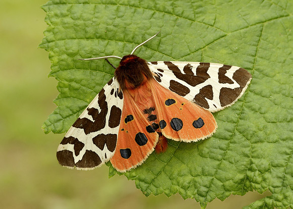 72.026 BF2057 Garden Tiger Arctia caja