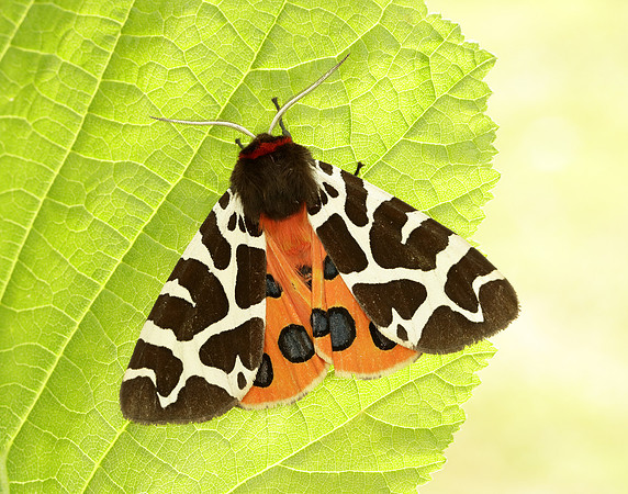 72.026 BF2057 Garden Tiger Arctia caja
