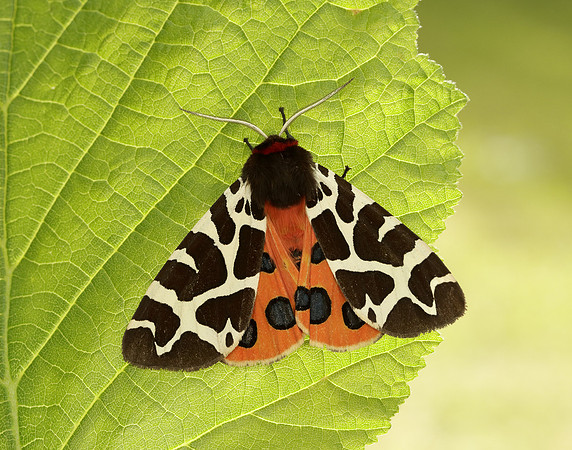 72.026 BF2057 Garden Tiger Arctia caja