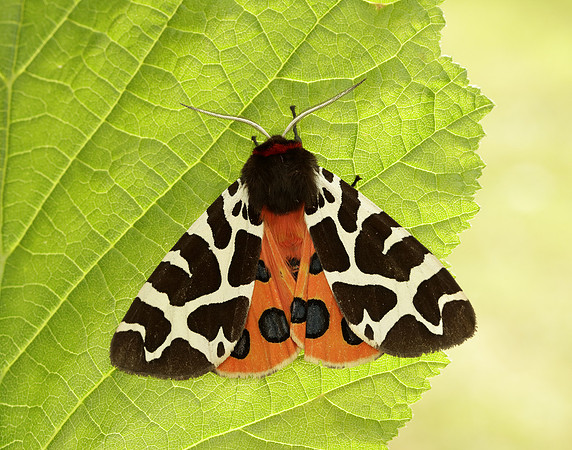 72.026 BF2057 Garden Tiger Arctia caja
