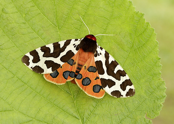 72.026 BF2057 Garden Tiger Arctia caja