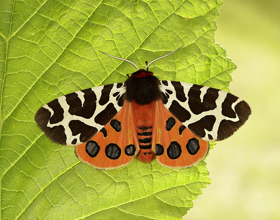72.026 BF2057 Garden Tiger Arctia caja