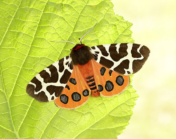 72.026 BF2057 Garden Tiger Arctia caja