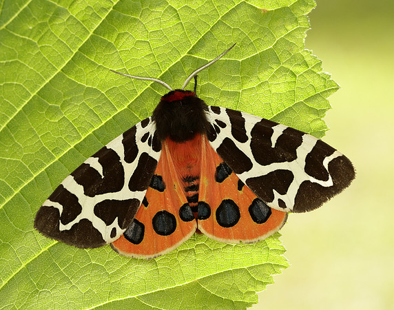 72.026 BF2057 Garden Tiger Arctia caja