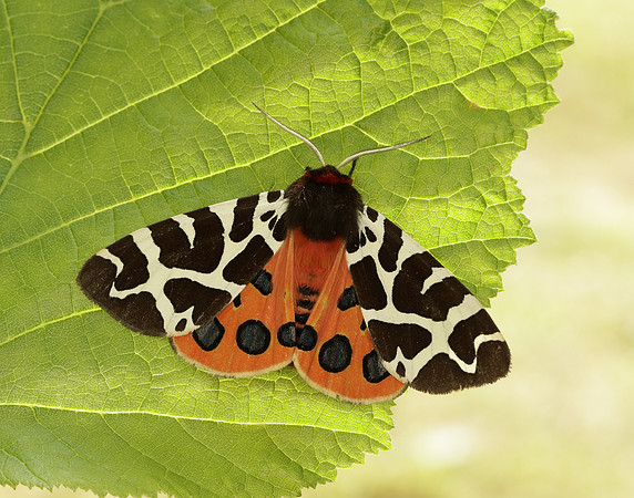 72.026 BF2057 Garden Tiger Arctia caja