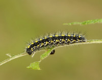 72.029 BF2068 Scarlet Tiger Callimorpha dominula