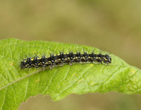 72.029 BF2068 Scarlet Tiger Callimorpha dominula