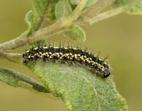 72.029 BF2068 Scarlet Tiger Callimorpha dominula