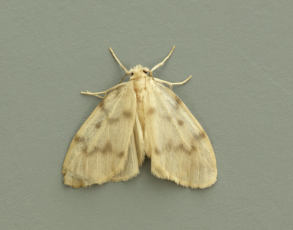 72.036 BF2038 Muslin Footman Nudaria mundan