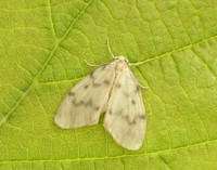 72.036 BF2038 Muslin Footman Nudaria mundan