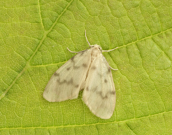 72.036 BF2038 Muslin Footman Nudaria mundan