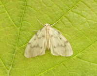 72.036 BF2038 Muslin Footman Nudaria mundan