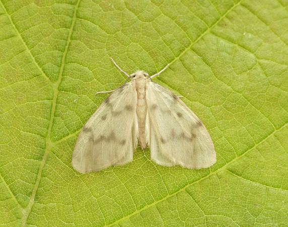 72.036 BF2038 Muslin Footman Nudaria mundan