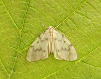 72.036 BF2038 Muslin Footman Nudaria mundan
