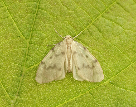 72.036 BF2038 Muslin Footman Nudaria mundan