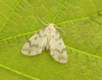 72.036 BF2038 Muslin Footman Nudaria mundan